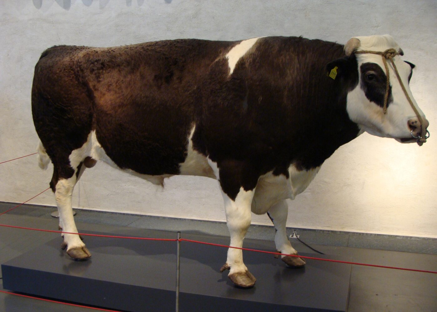 de genen van stier herman