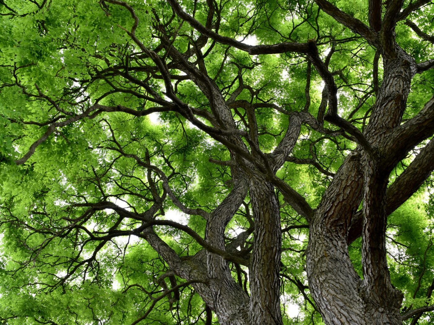 Doodsbeenderenboom in Berggarten Hannover - NasserHalaweh - Wikimedia Commons