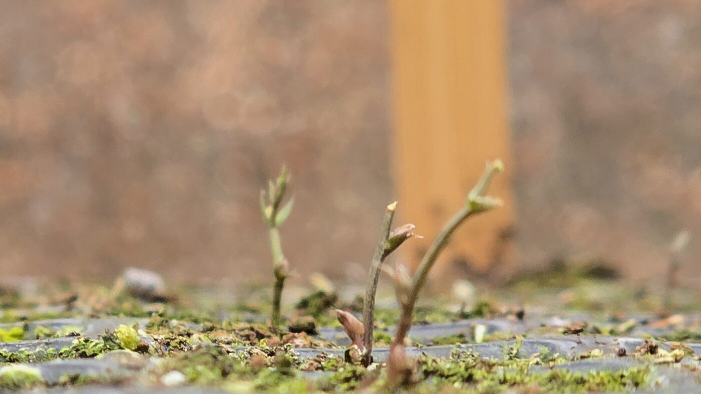 aardaker februari moestuin