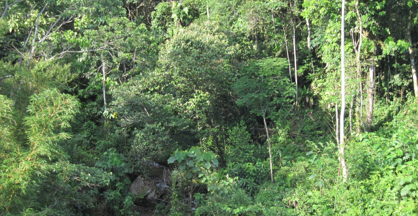 methaan microben bomen