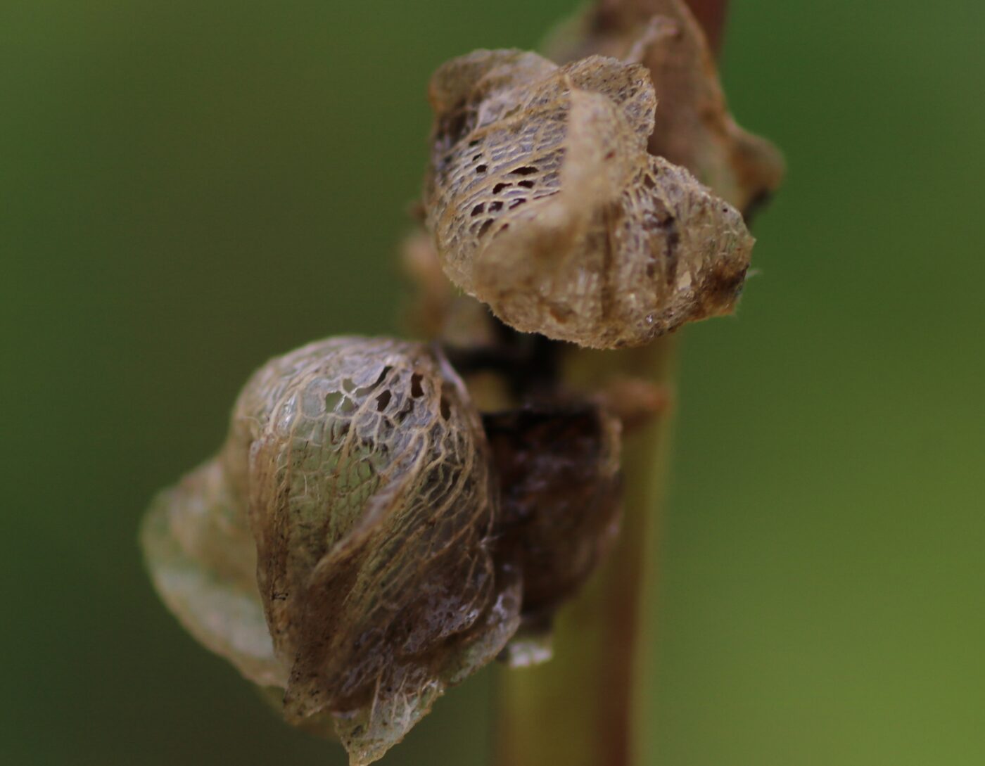 krulmalva malva crispa
