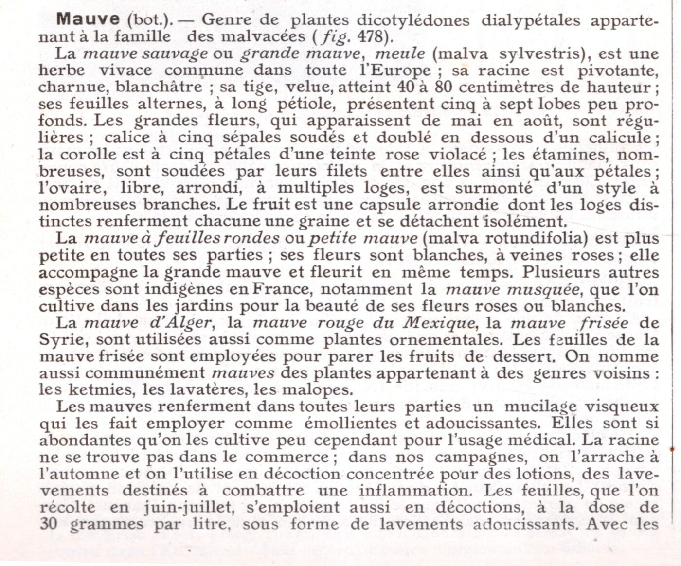 krulmalva malva crispum dessertblad