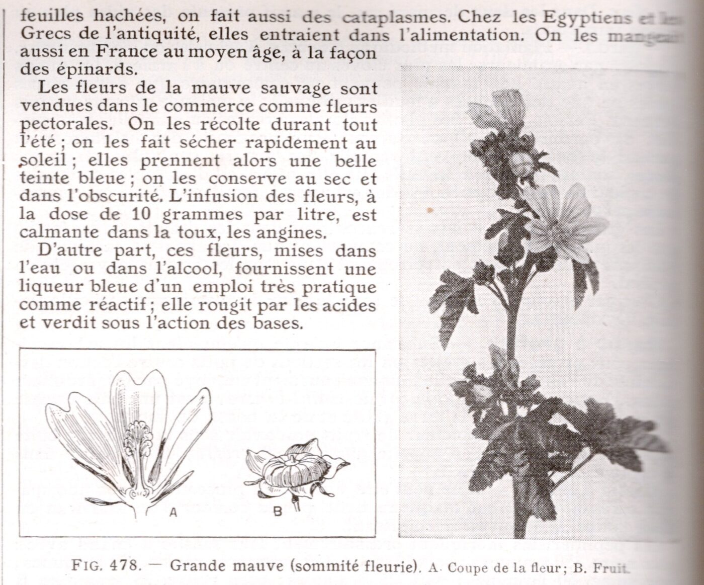 krulmalva malva crispum dessertblad