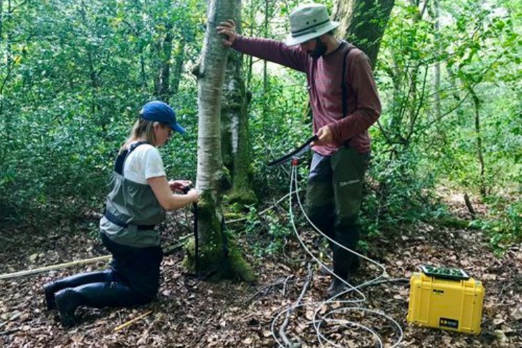 methaan microben bomen