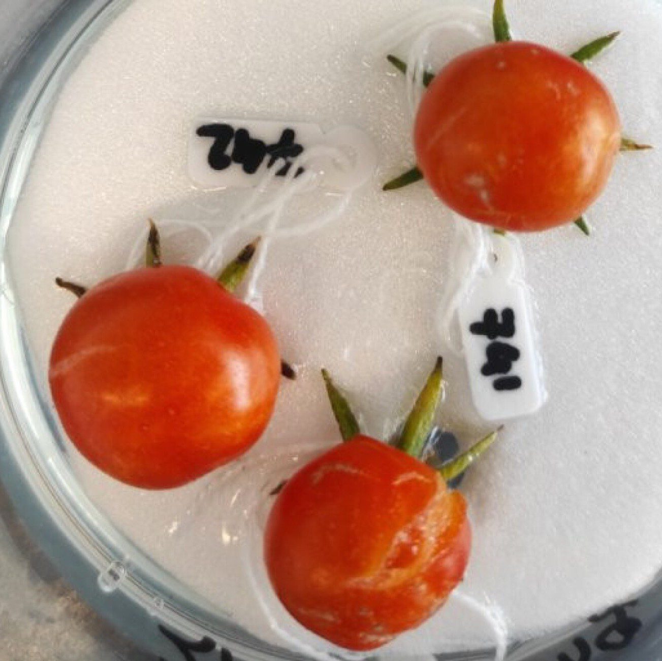 tomaat tomaten zonder plant