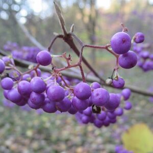 callicarpa mollis schoonvrucht
