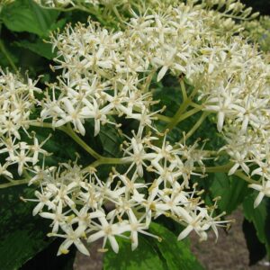 Grootbladige kornoelje, Cornus macrophylla
