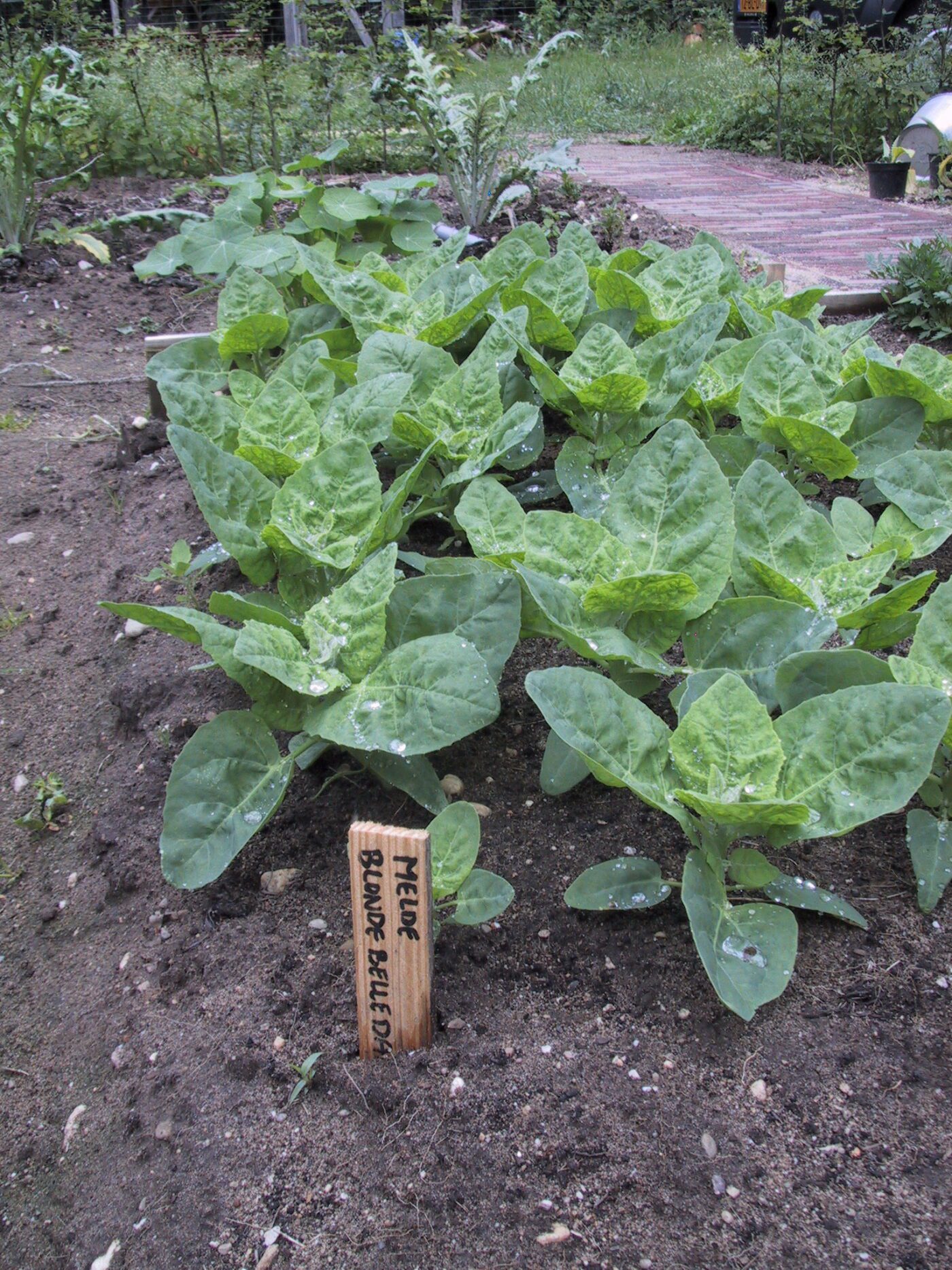 tuinmelde melde atriplex
