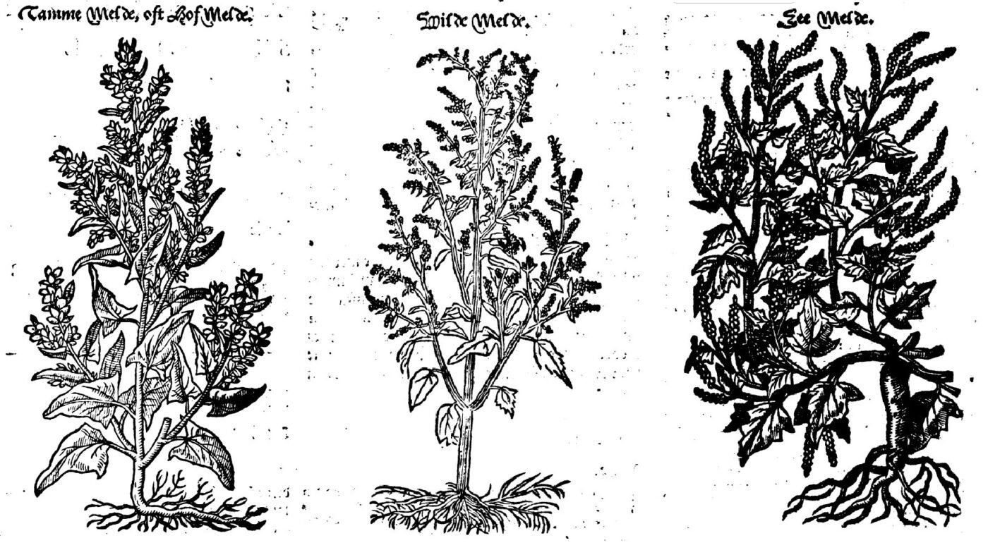 melde tuinmelde zeemelde zoutmelde