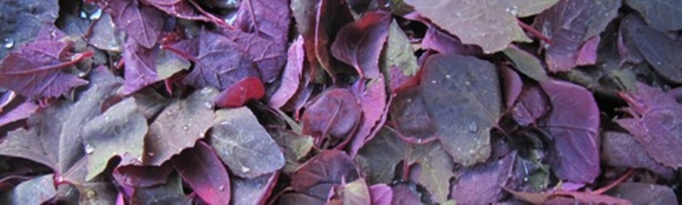 melde tuinmelde rode