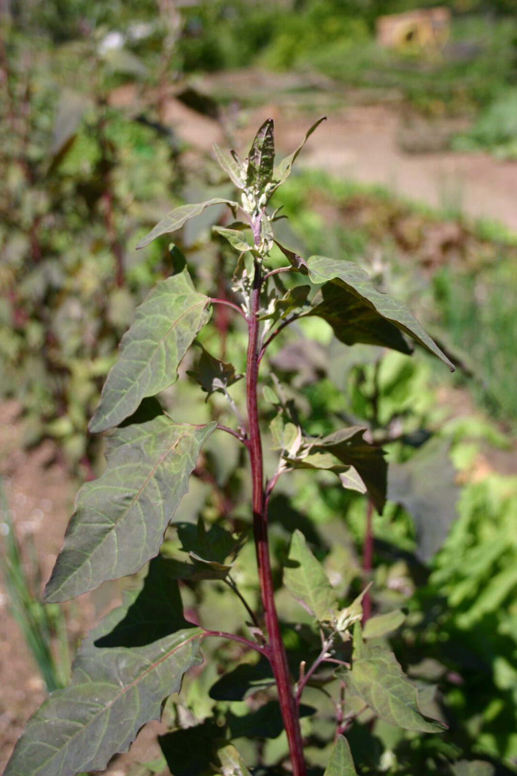 melde tuinmelde atriplex