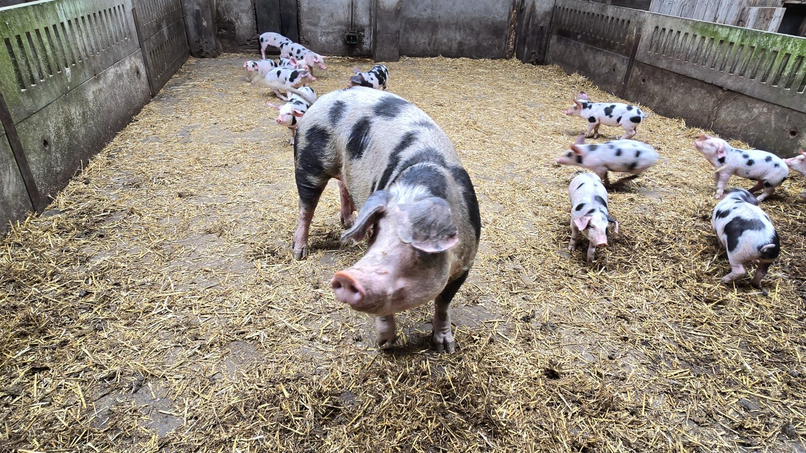 Sengersbroek - Boer Peter