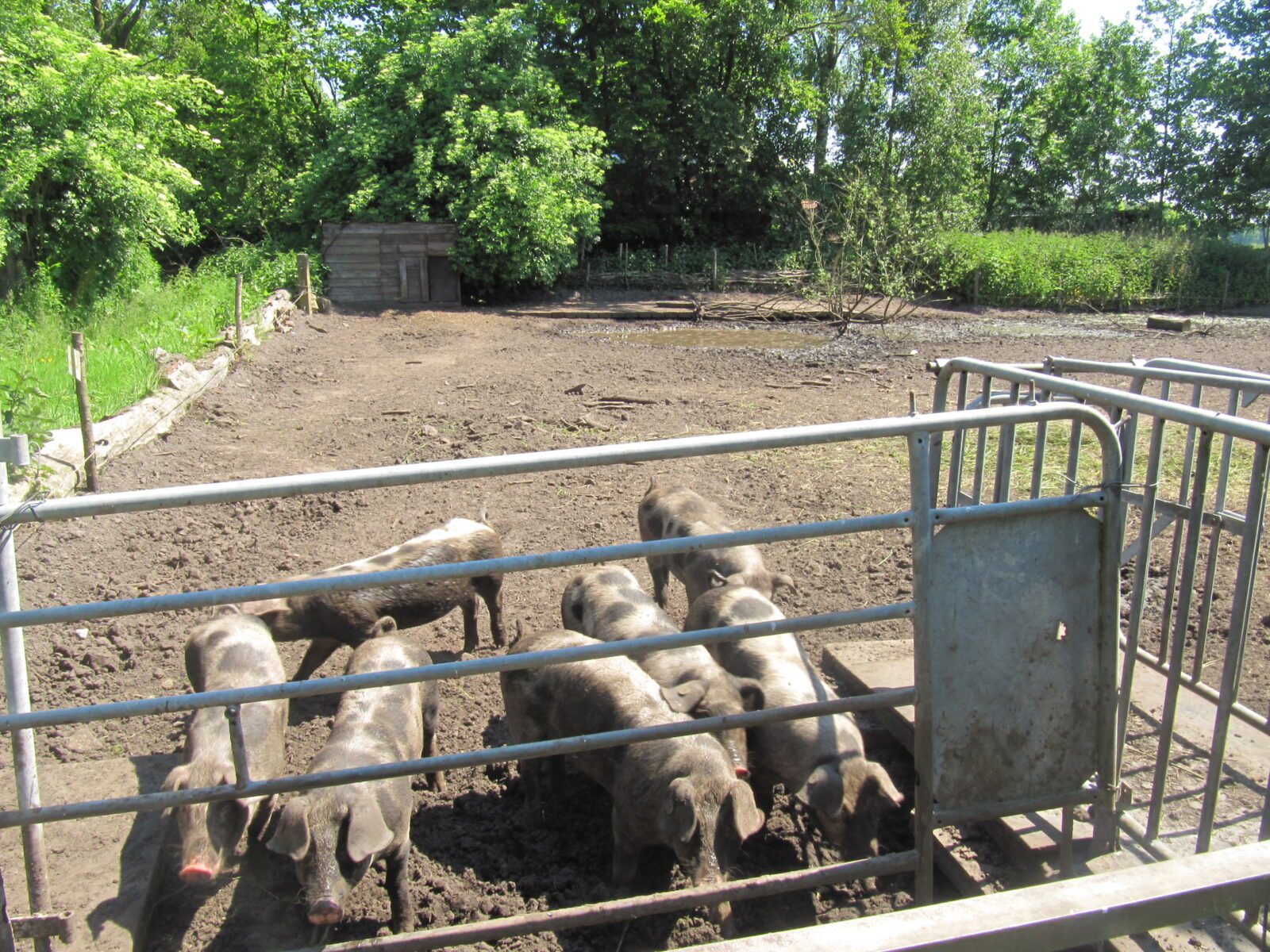 Sengersbroek - Boer Peter