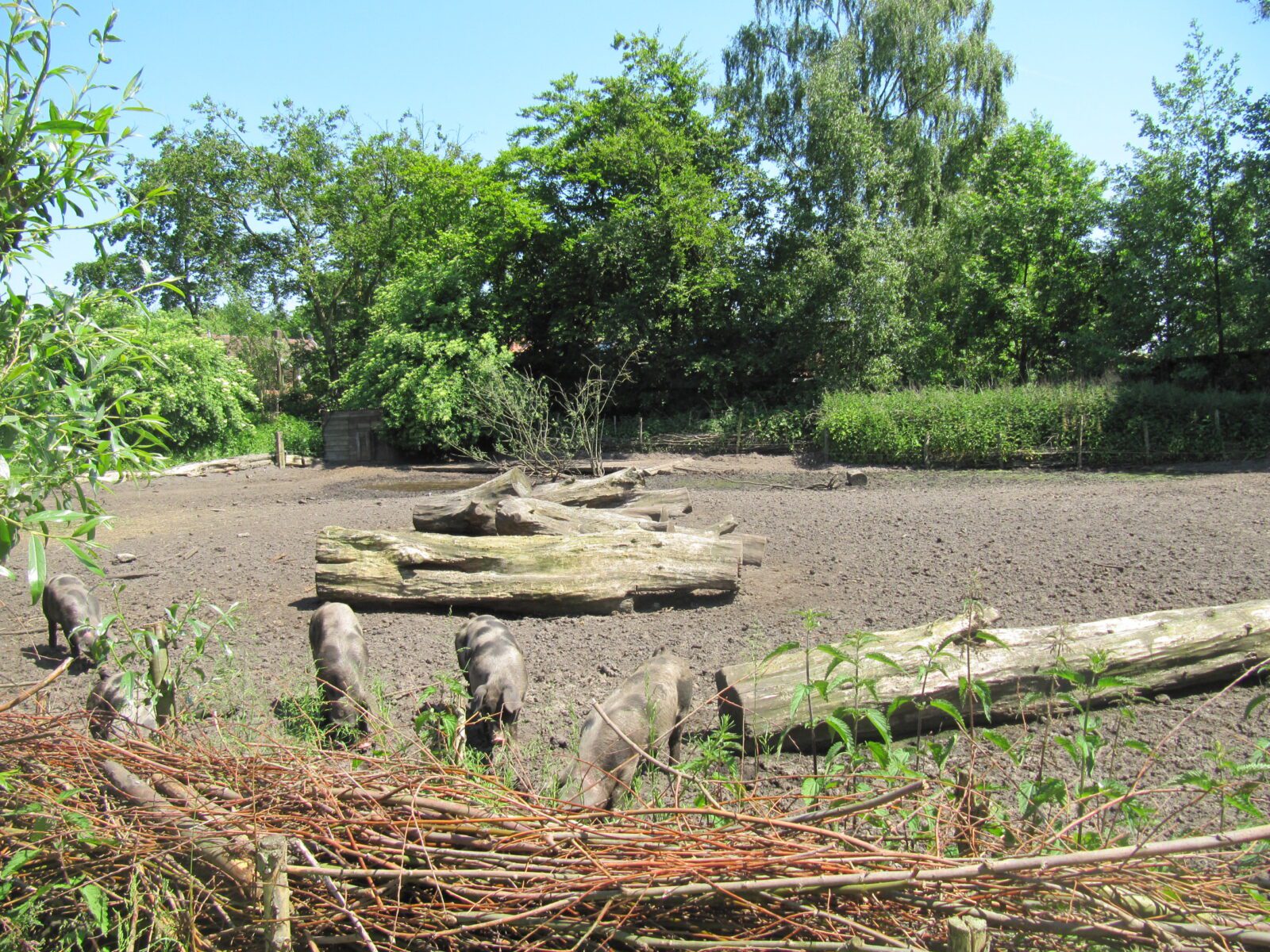 Sengersbroek - Boer Peter