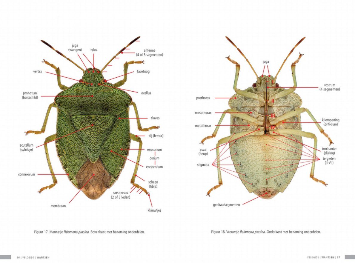wants wantsen schildwantsen