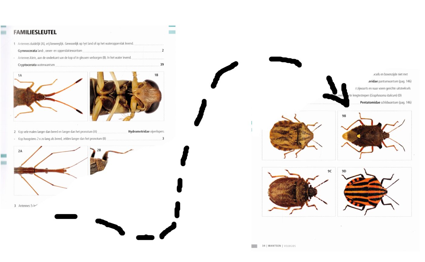 wants wantsen schildwantsen