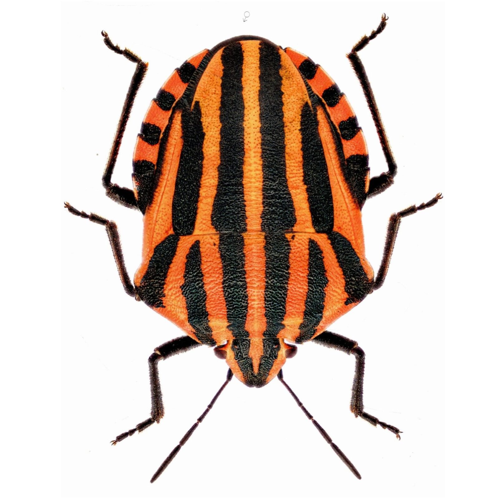 Wants wantsen schildwantsen