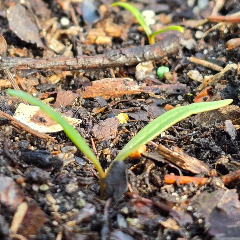 april moestuin tuin