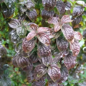 Cornus sanguinea ‘Compressa’