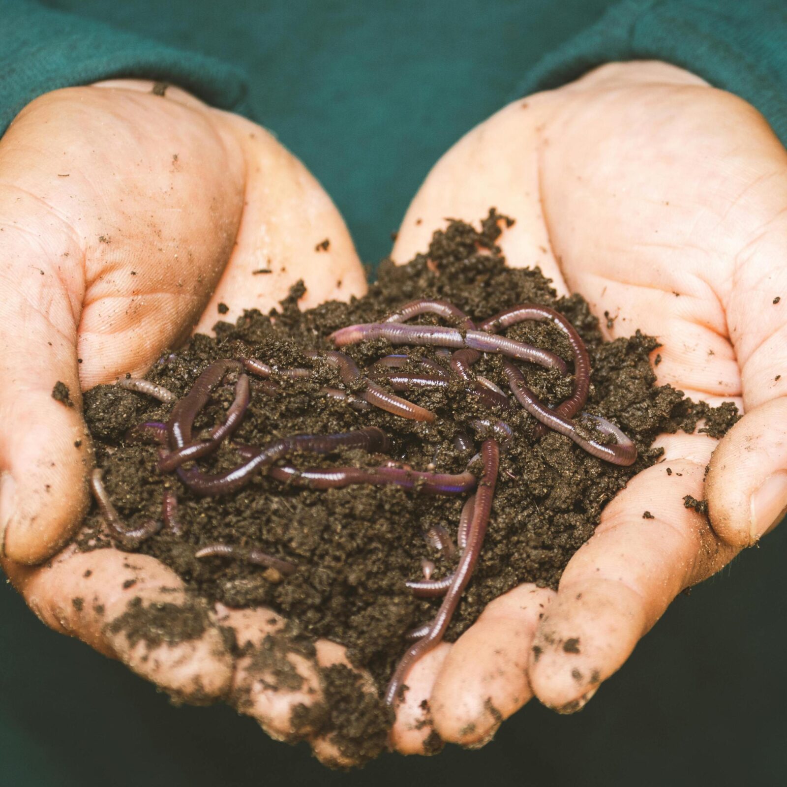 Workshop Bodem en bodemleven door Marc Siepman