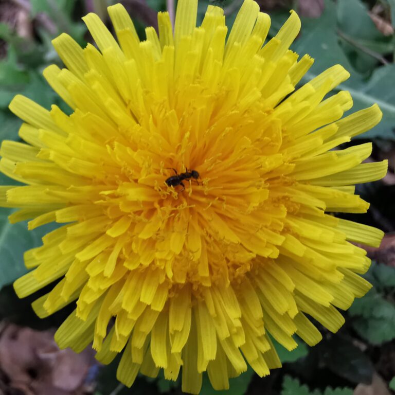 paardenbloem