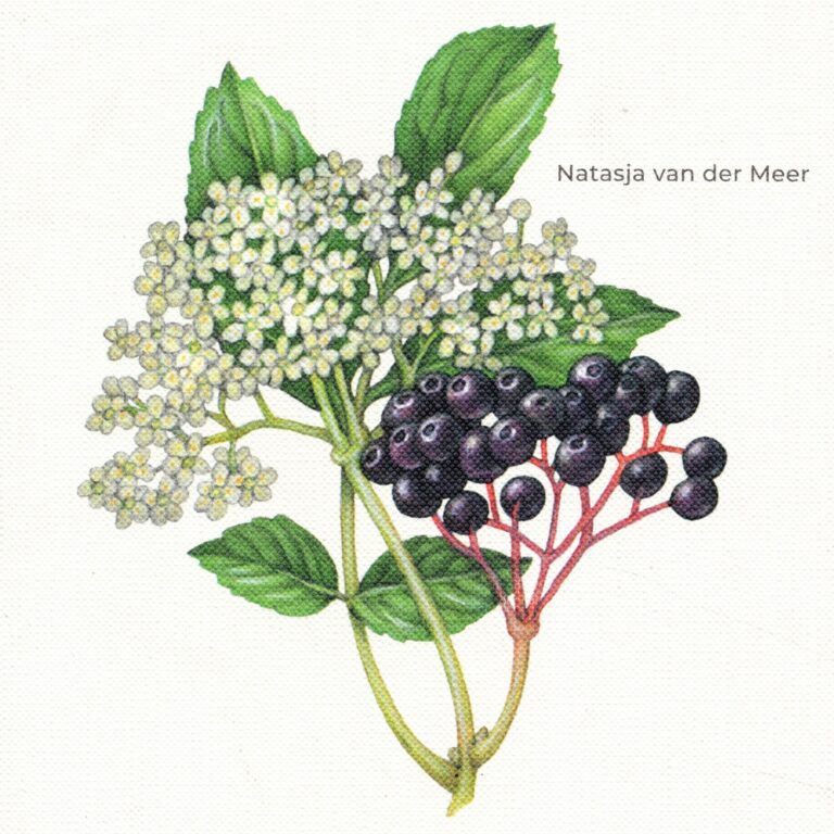 vlier vlierboek