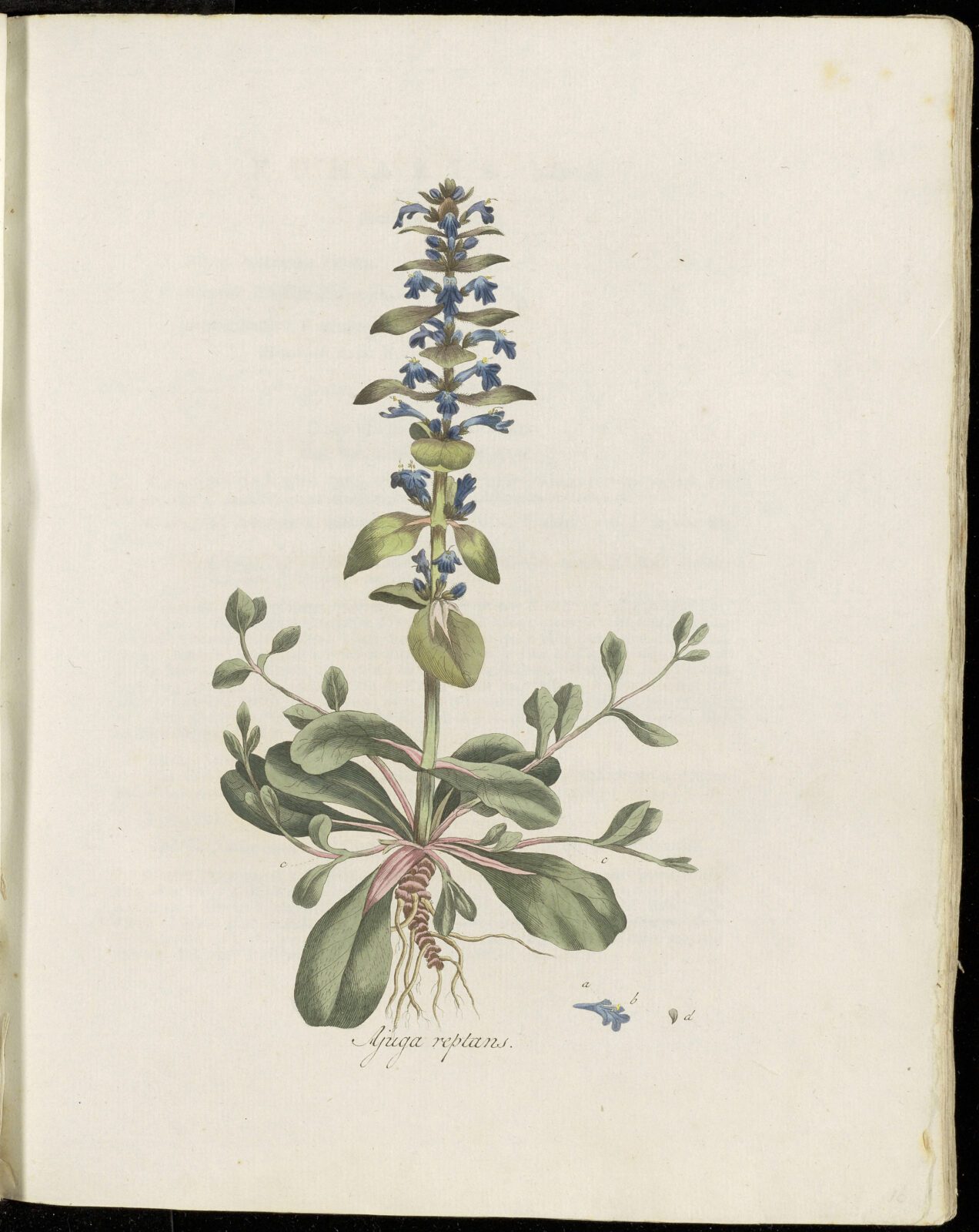 zenegroen ajuga reptans