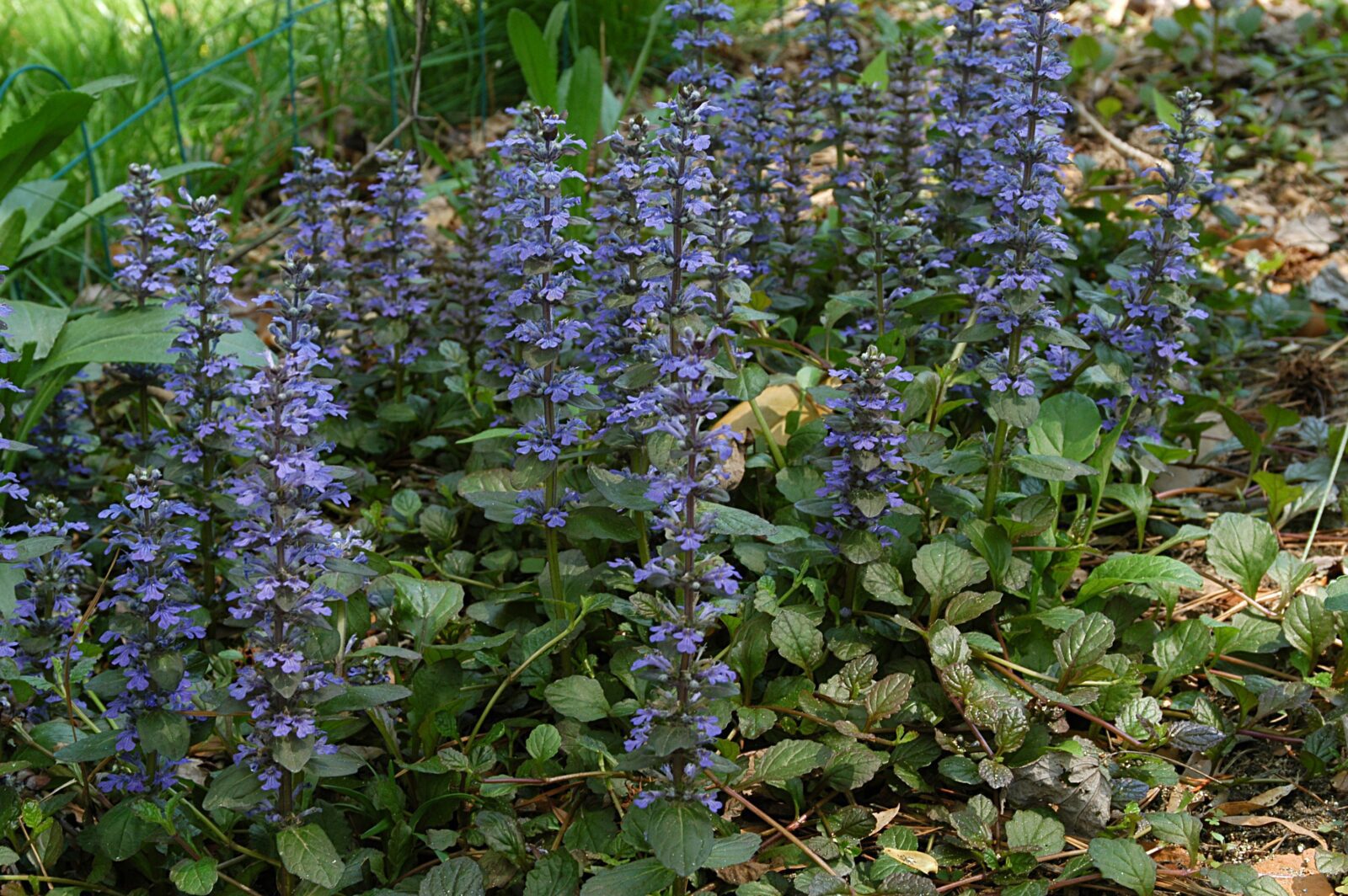 zenegroen ajuga reptans