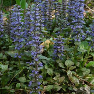 zenegroen ajuga reptans