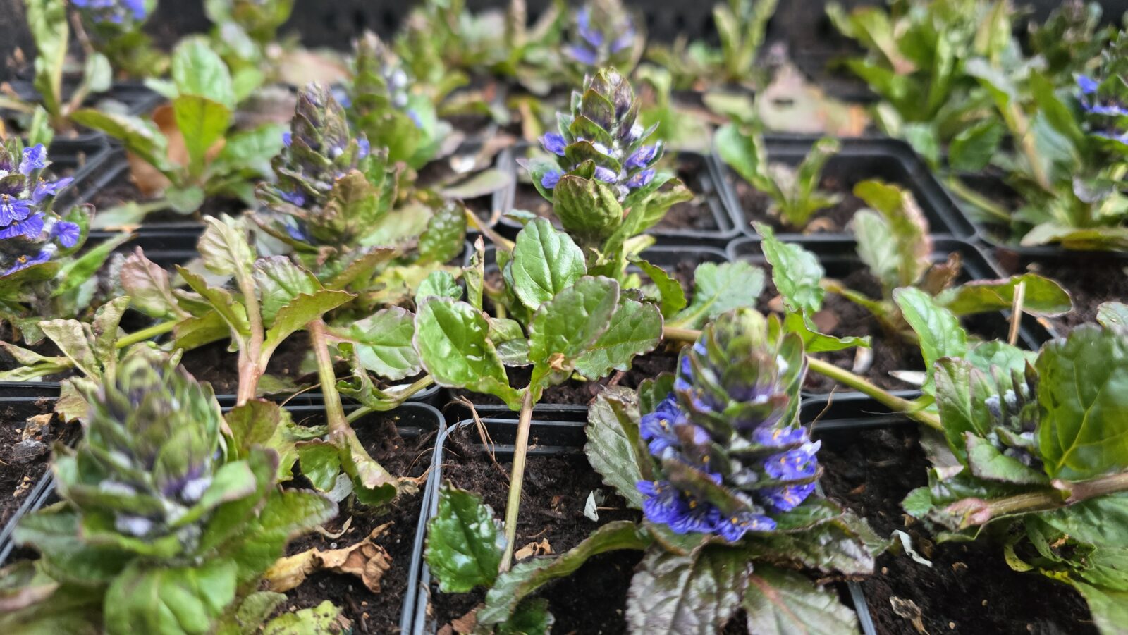 zenegroen ajuga reptans