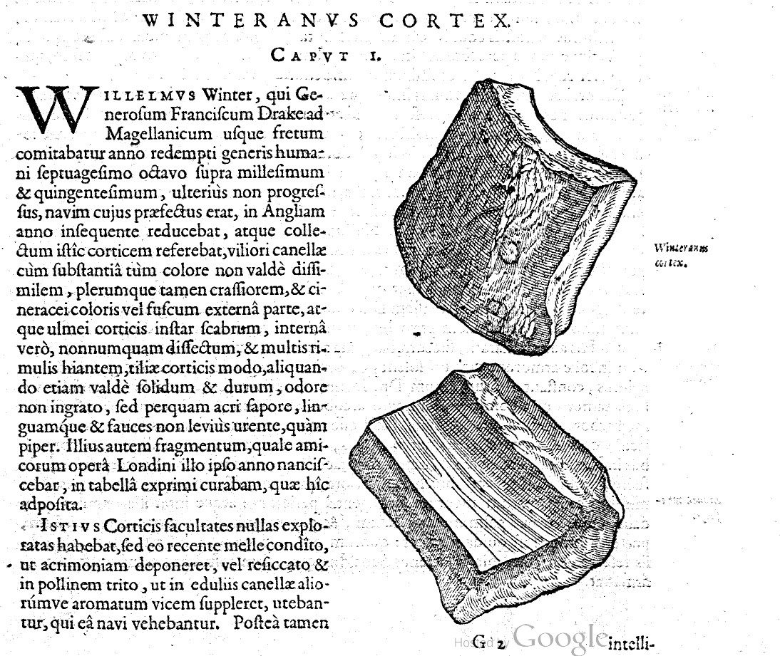 drimys winteri - Clusius