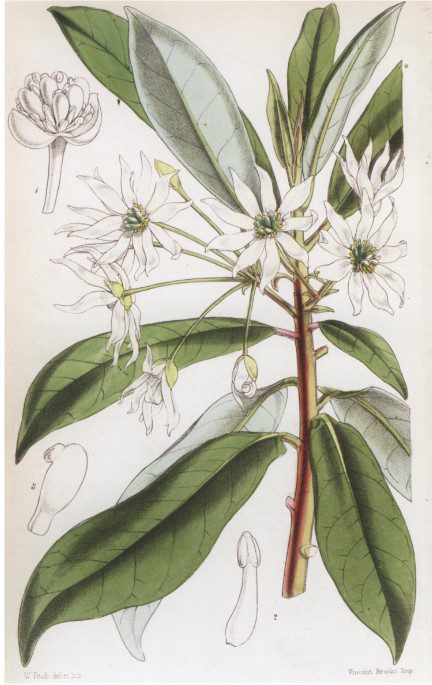 Drimys winteri - uit Curtis Botanical Magazine Vol21 2004