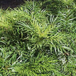 Mahonia eurybracteata