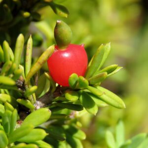 sneeuwpodocarp alpenjenever