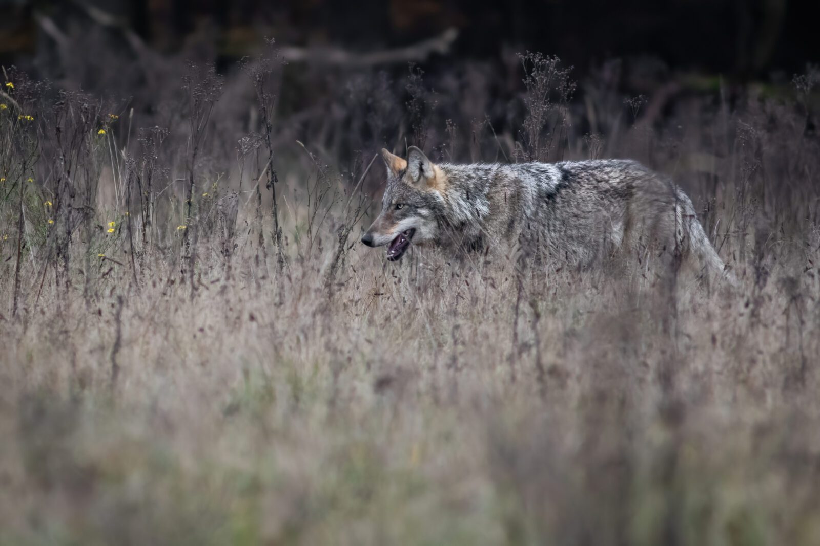 wolf glenn lelieveld