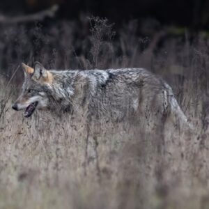 wolf glenn lelieveld