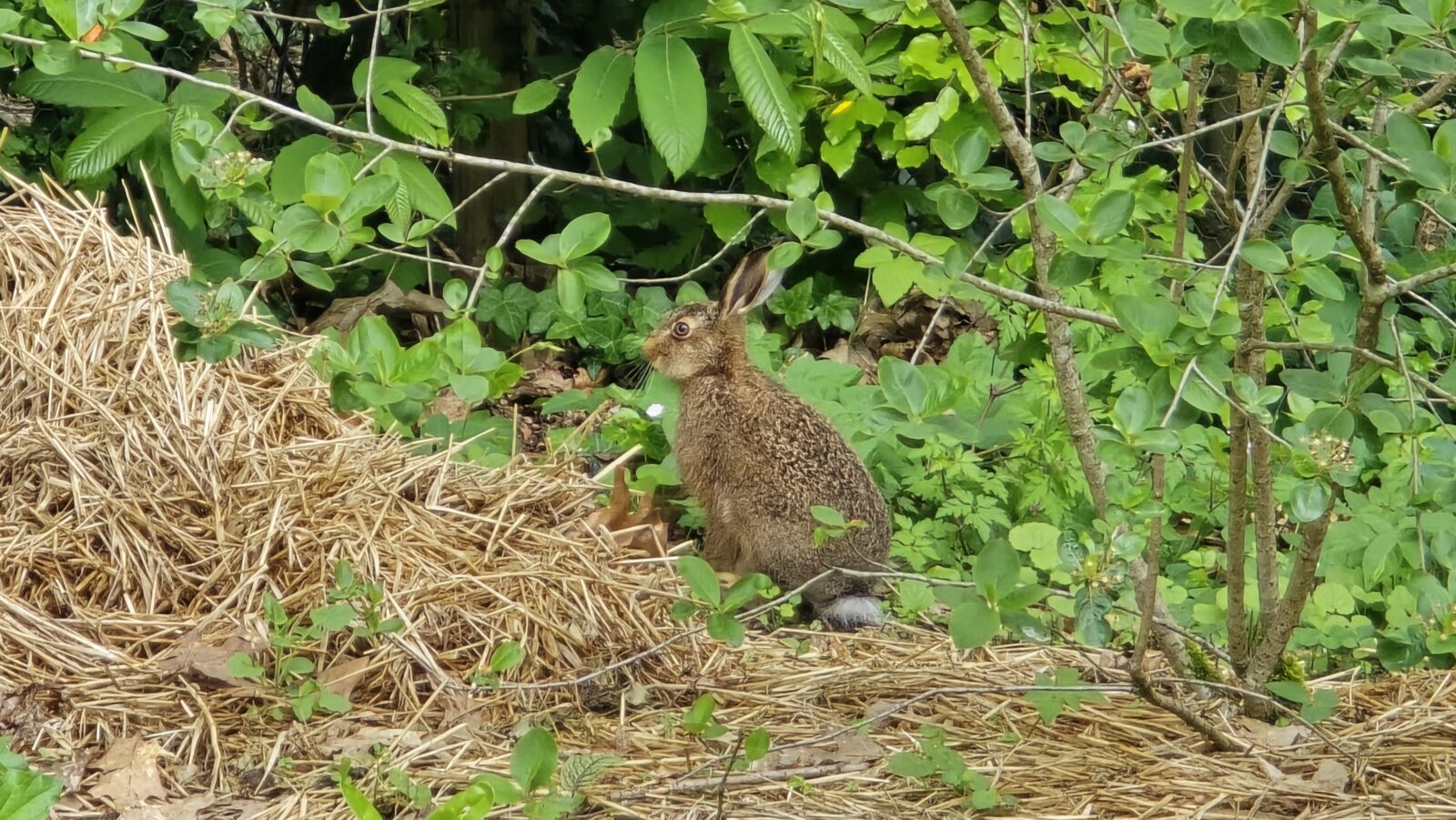 haas in de tuin
