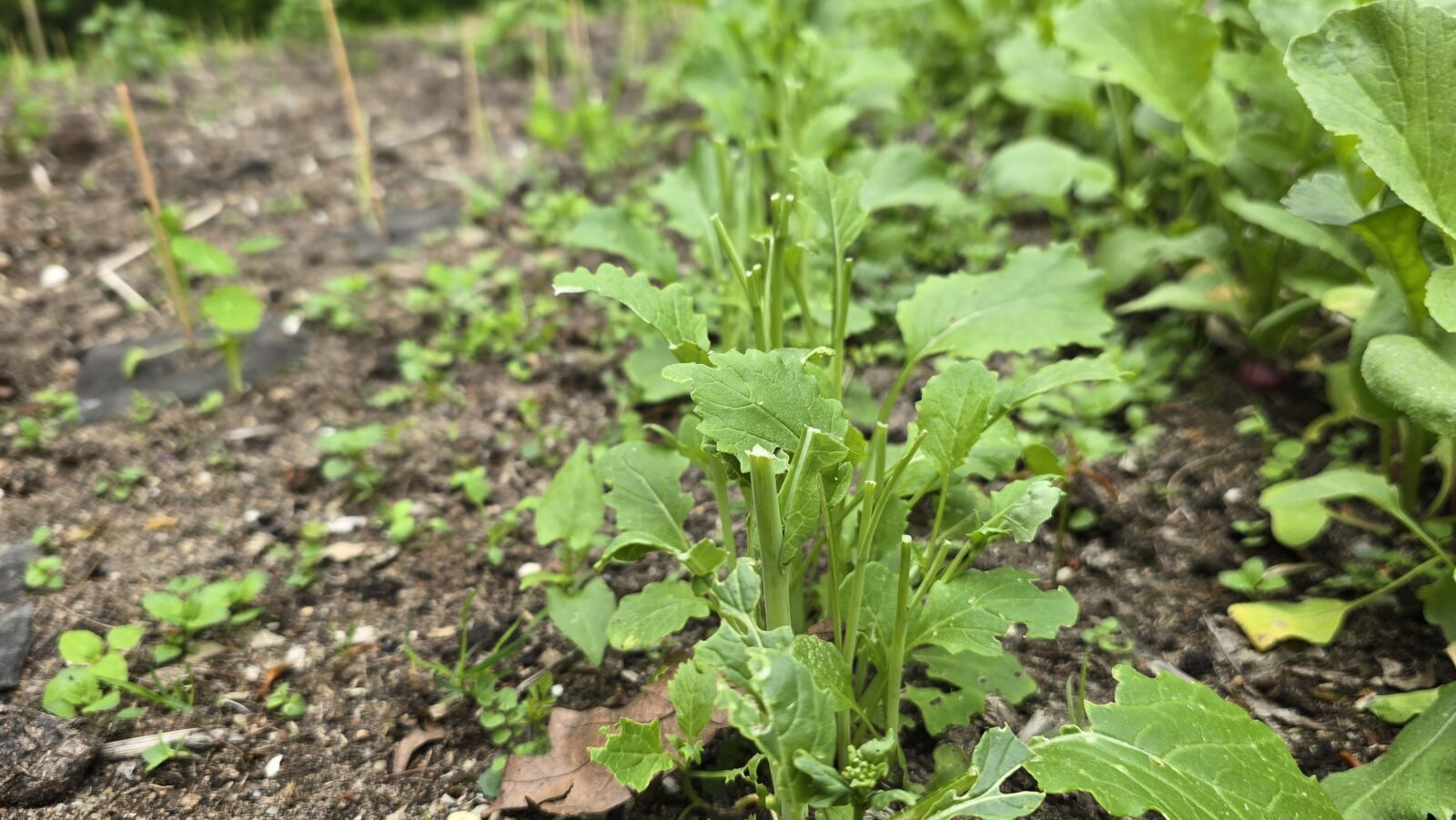 haas in de tuin