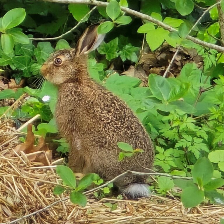 haas in de tuin