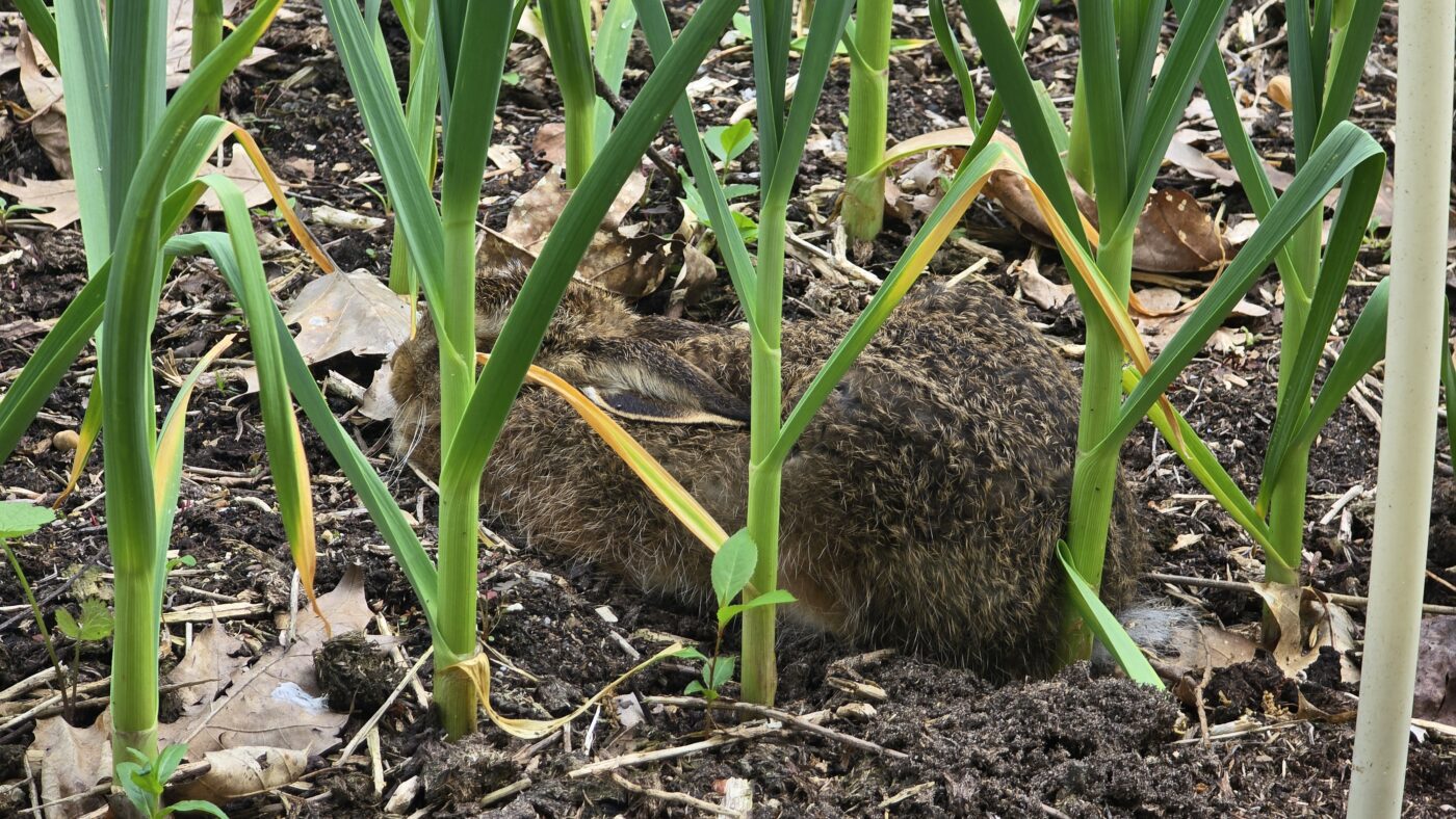 haas in de tuin