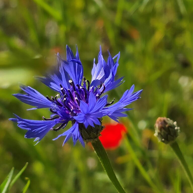 moestuin tuin juni