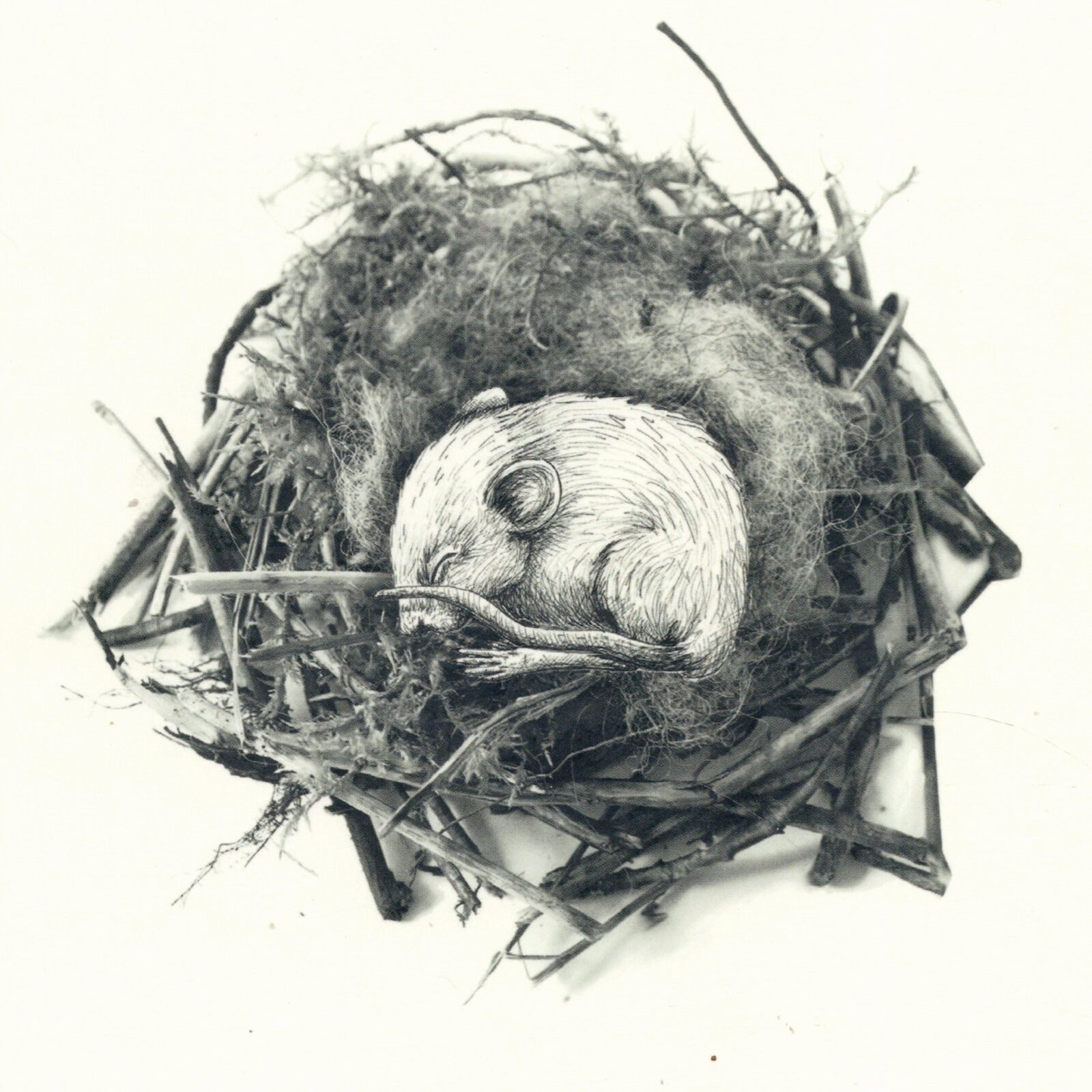 kleine natuur geradts