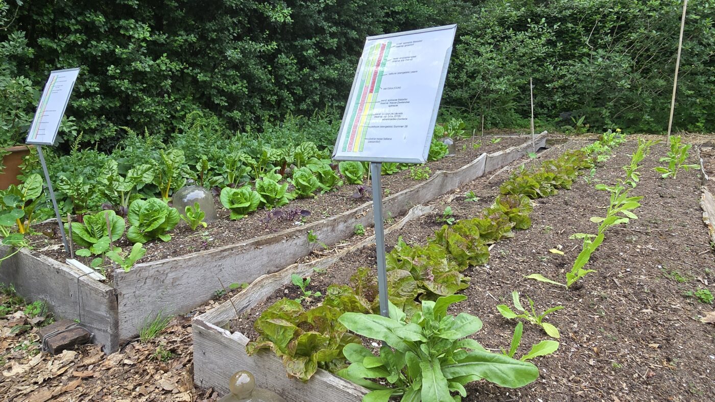 moestuin mei 