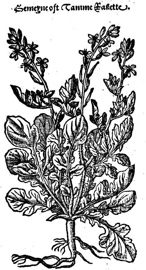 rucola raket Dodoens