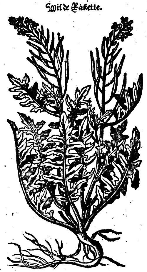 rucola raket Dodoens