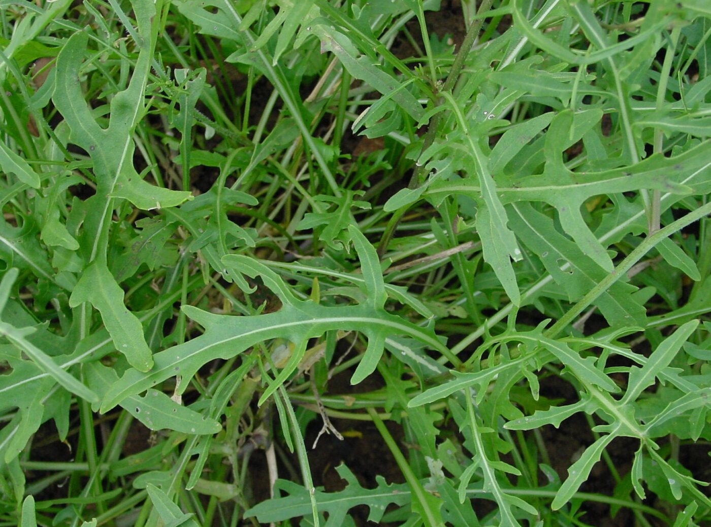 rucola raketsla raket diplotaxis