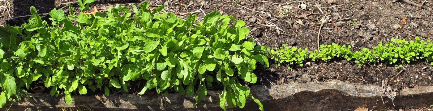 rucola raket raketsla eruca