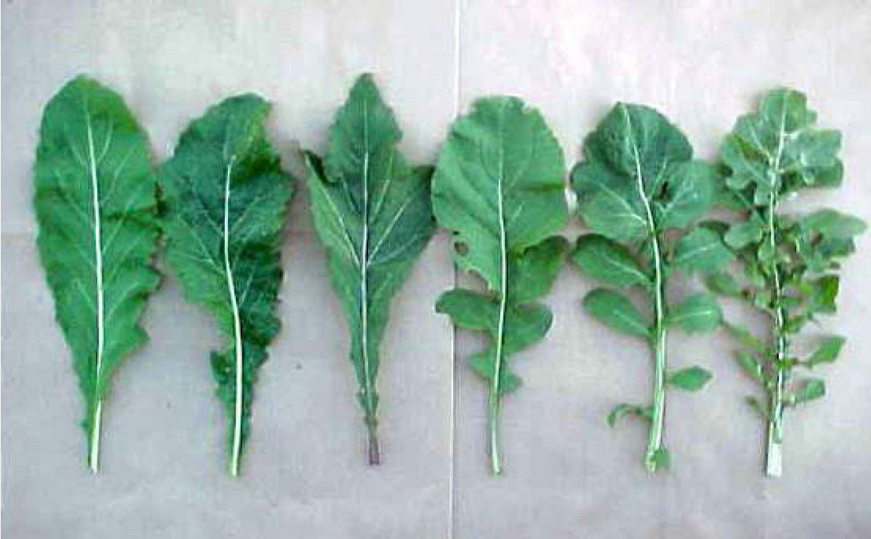 rucola raket raketsla eruca