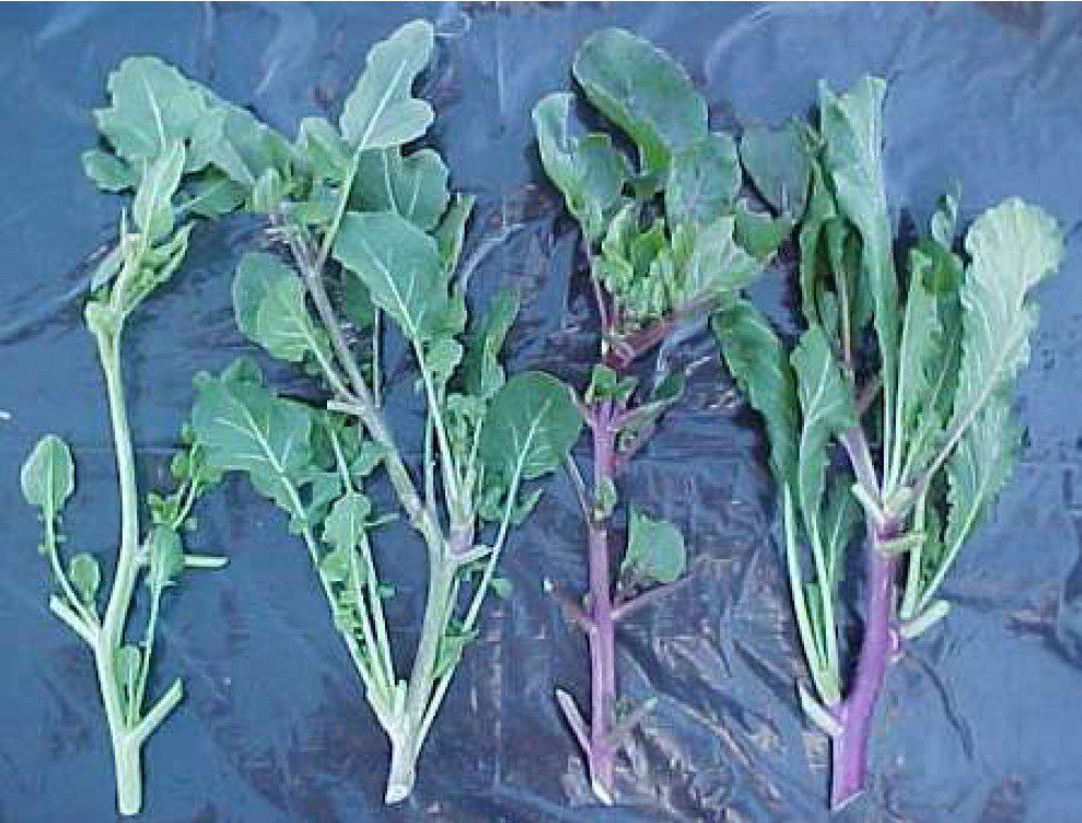 rucola raket raketsla eruca