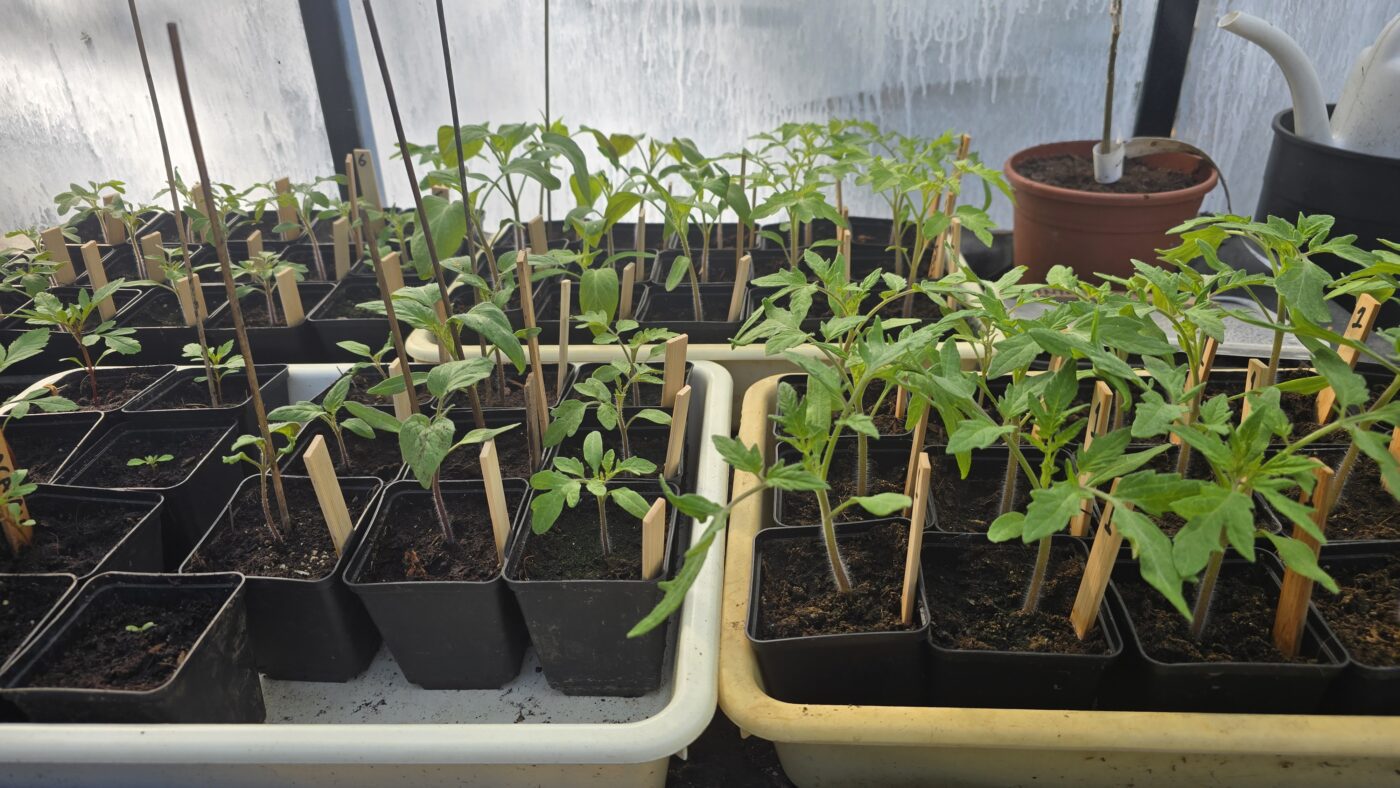 tomatenplanten